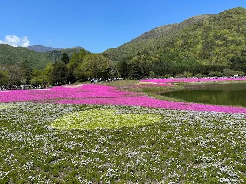 Festival de Shibazakura de Fuji