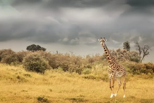 Reserva Nacional Maasai Mara