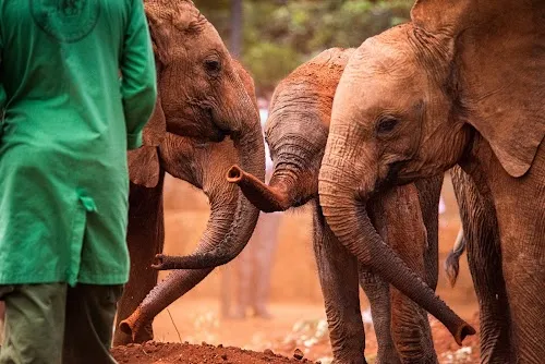 Centro de David Sheldrick de Elefantes Huérfanos