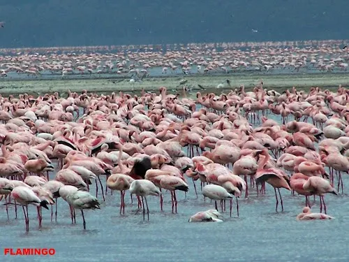 Parque Nacional del Lago Nakuru