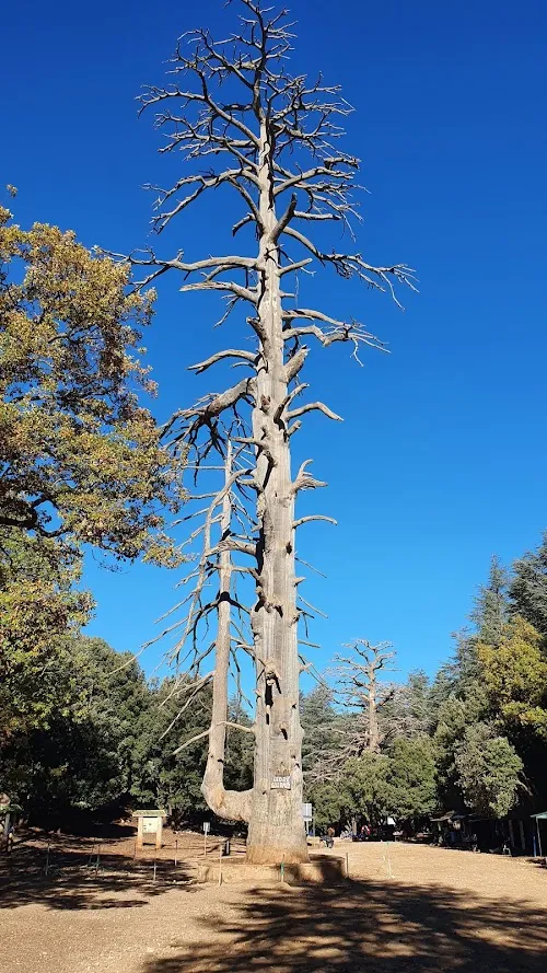 Bosque de Cèdre Gouraud