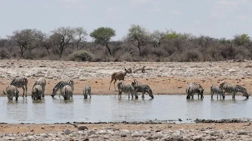 Parque Nacional de Ethosa