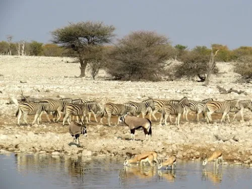 Desierto del Kalahari
