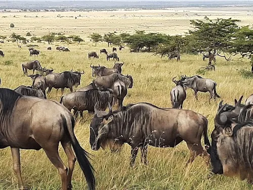Parque Nacional del Serengeti