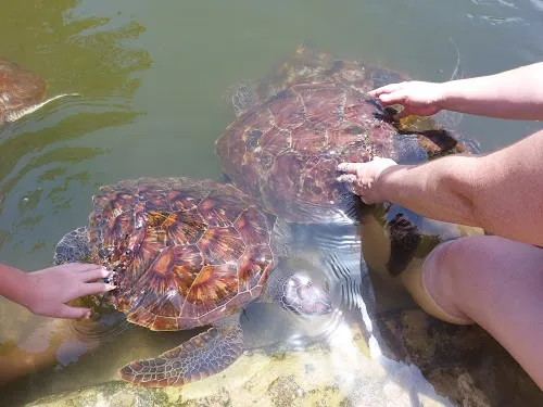 Estanque de Conservación de Tortugas Marinas de Mnarani