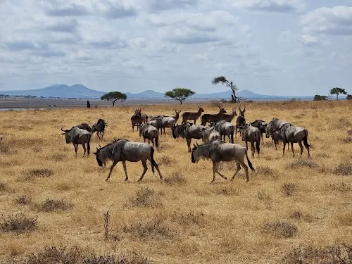 Parque Nacional Tarangire