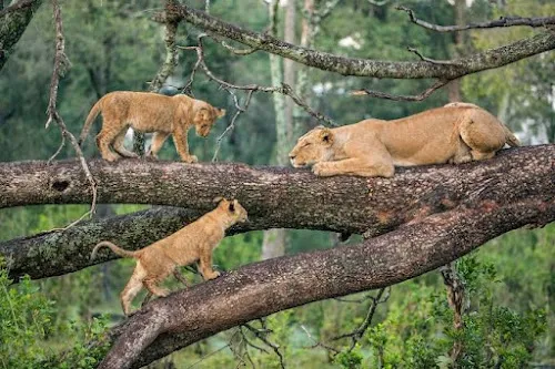 Parque Nacional del Lago Manyara