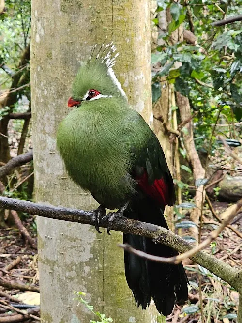 Aves del Edén