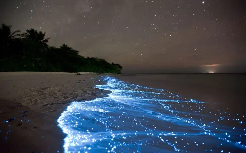 Plancton fluorescente