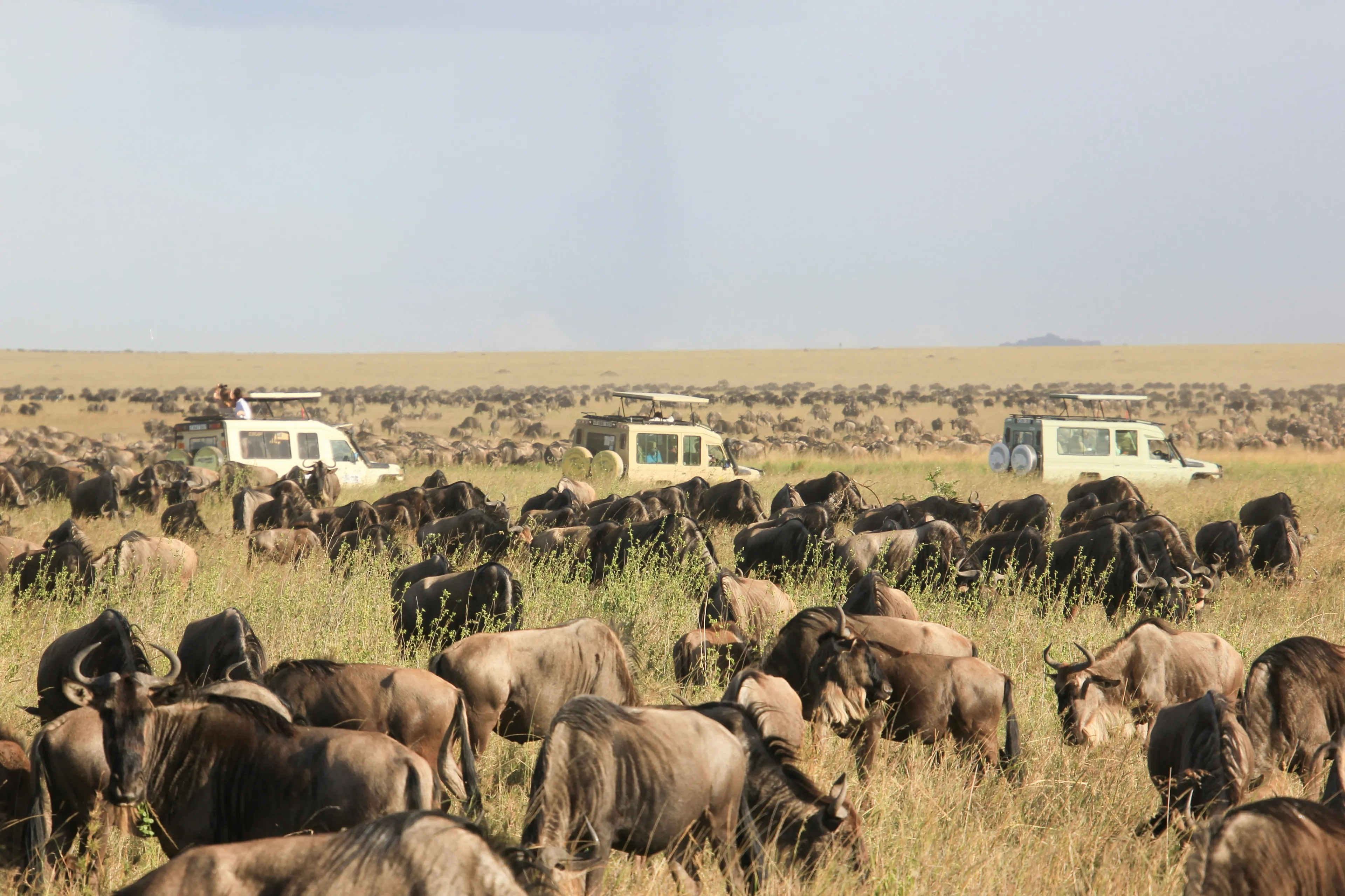 Safari en Serengeti