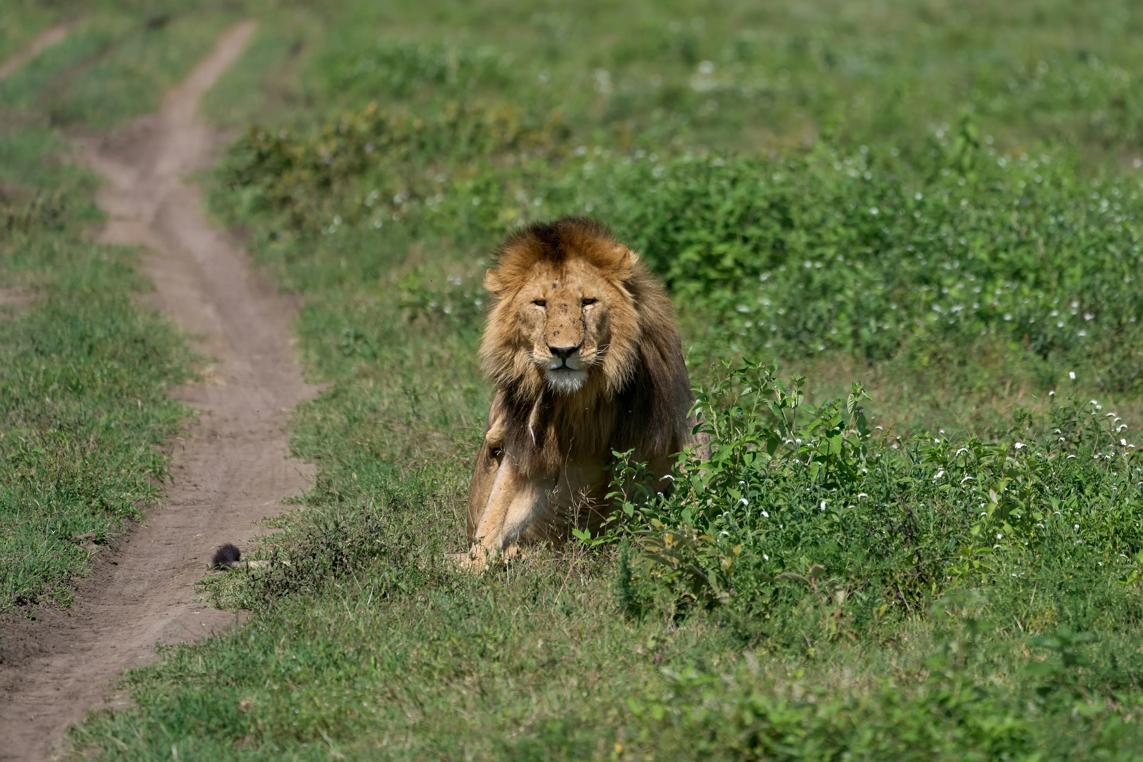 Excursión al cráter Ngorongoro