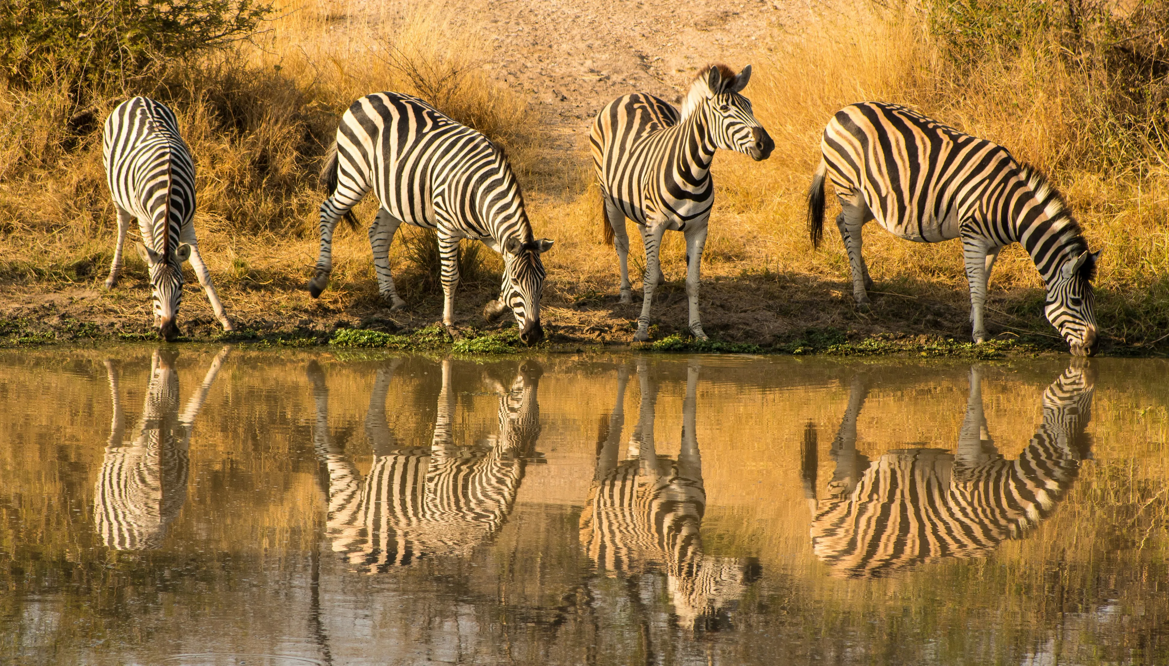 Safari de 4 días por el Parque Kruger