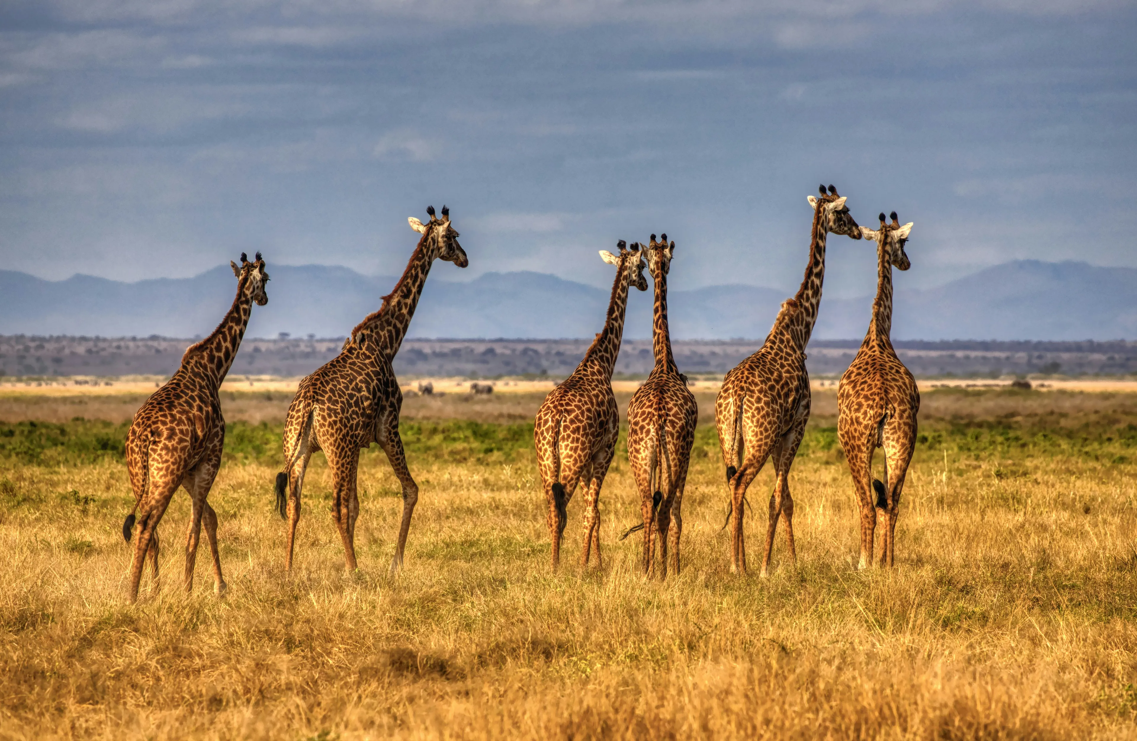 Safari en el Parque nacional de Amboseli