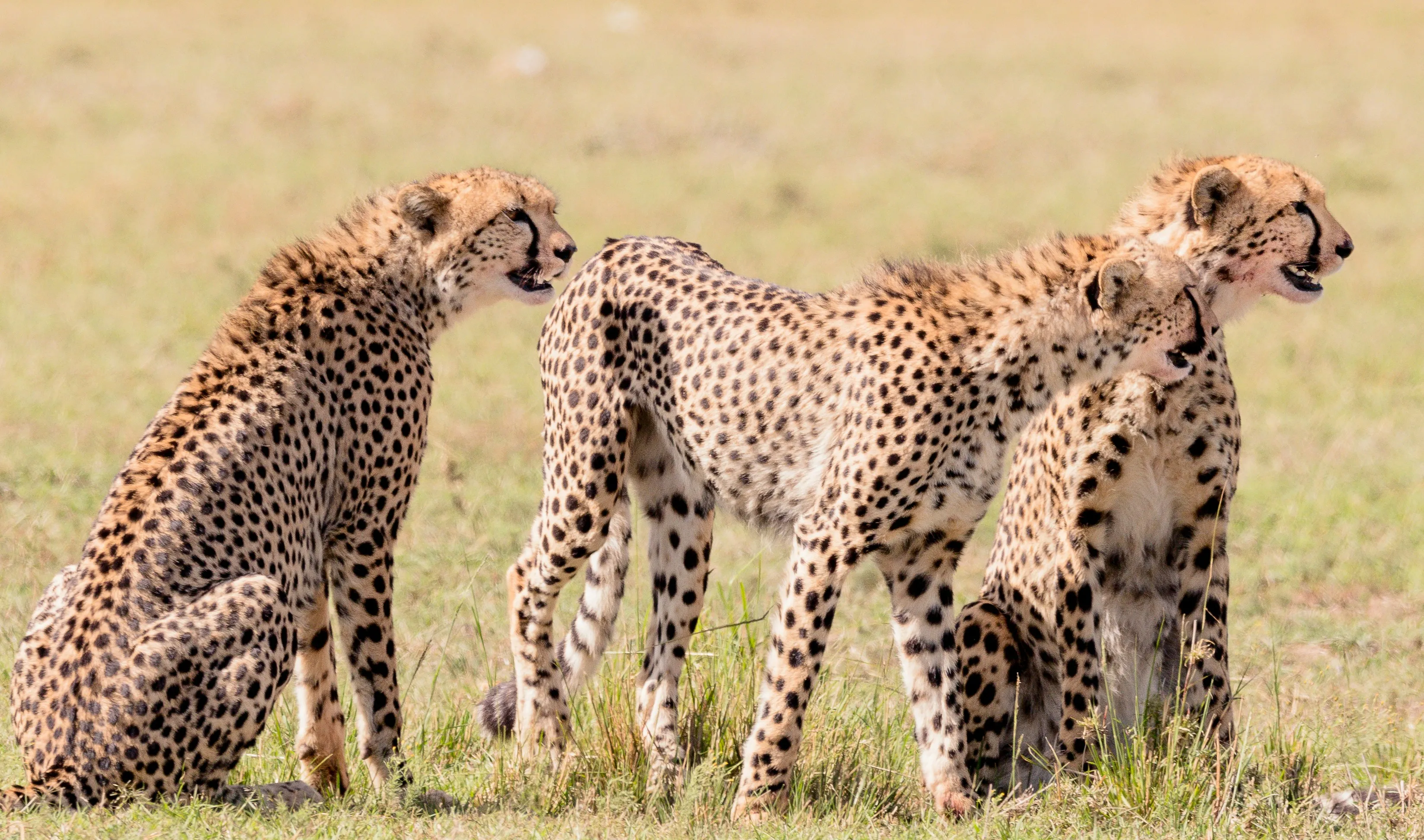 Safari en Masai Mara