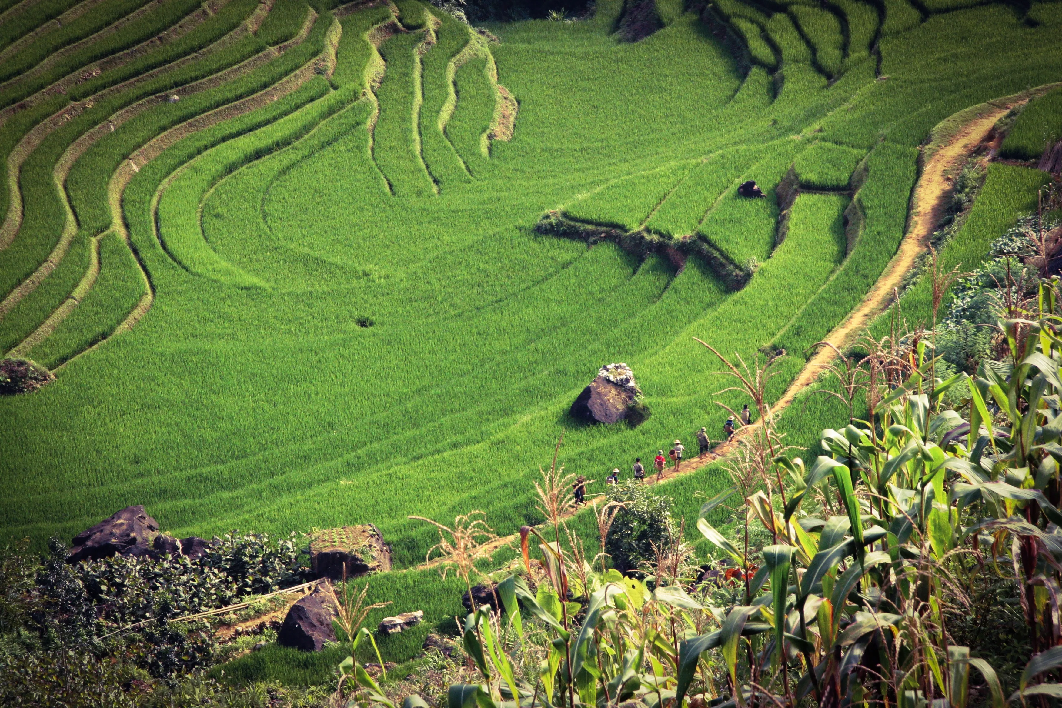 Tour por Halong Bay y Sapa